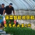 【智慧农业2期：日本，菠菜智能化收获与加工】日本在净菜加工的技术方面，做得非常精细，这设备也很精致，特别适合中国山区、丘