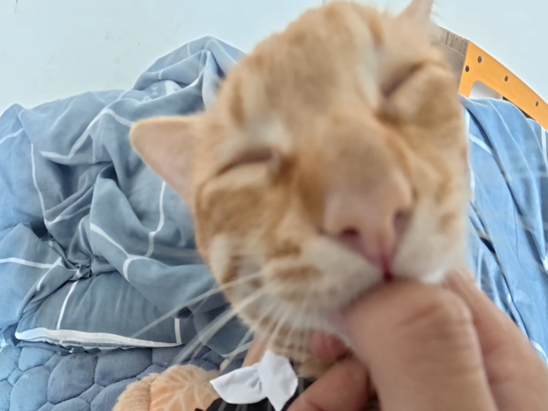 主人的猫咪