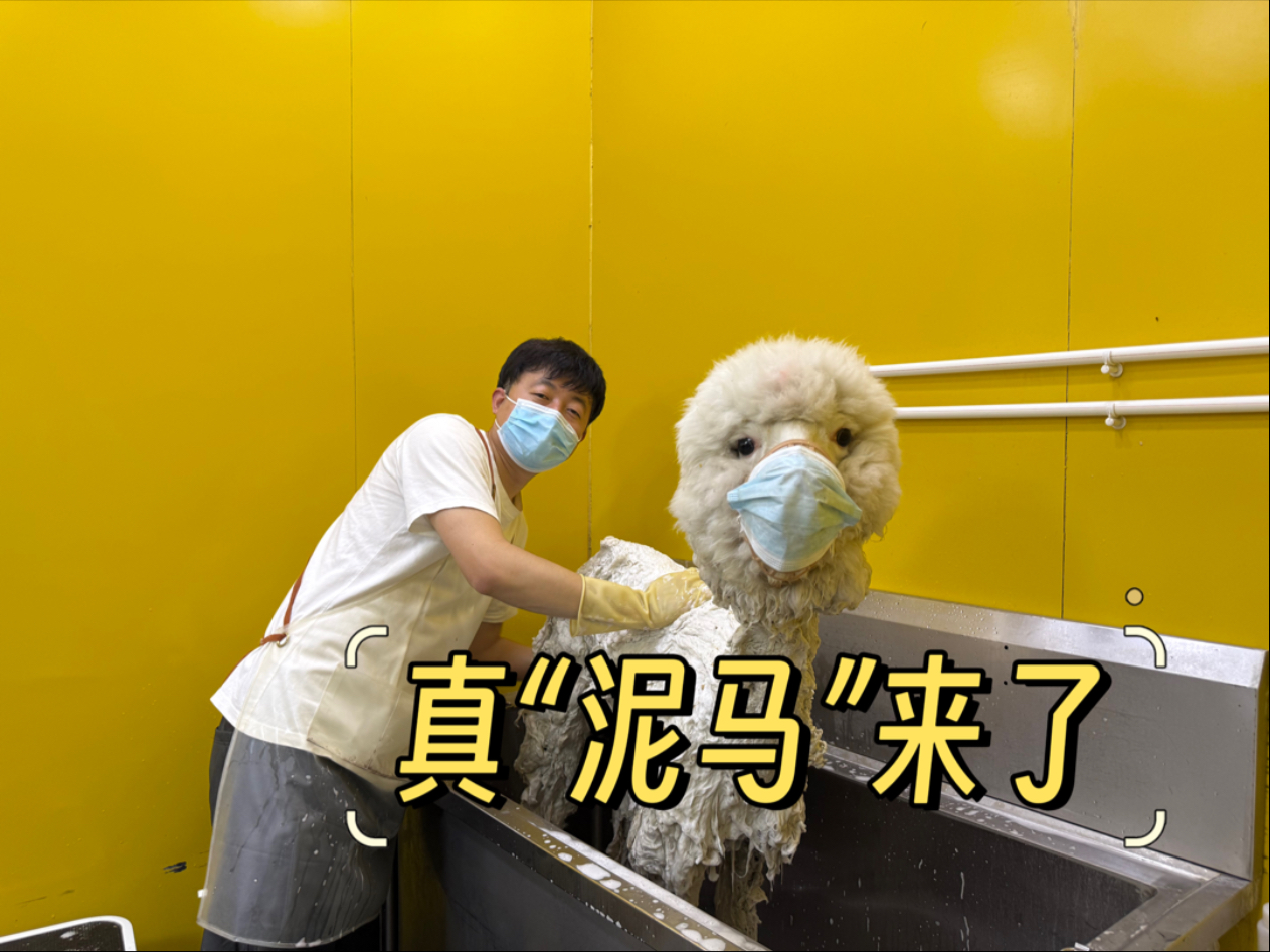 剪狗毛的倩哥