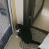 当你以为装个纱门就能拦住家里的猫的时候，大奶：so easy ! 大吉：她怎么进去的？？发生了什么？？