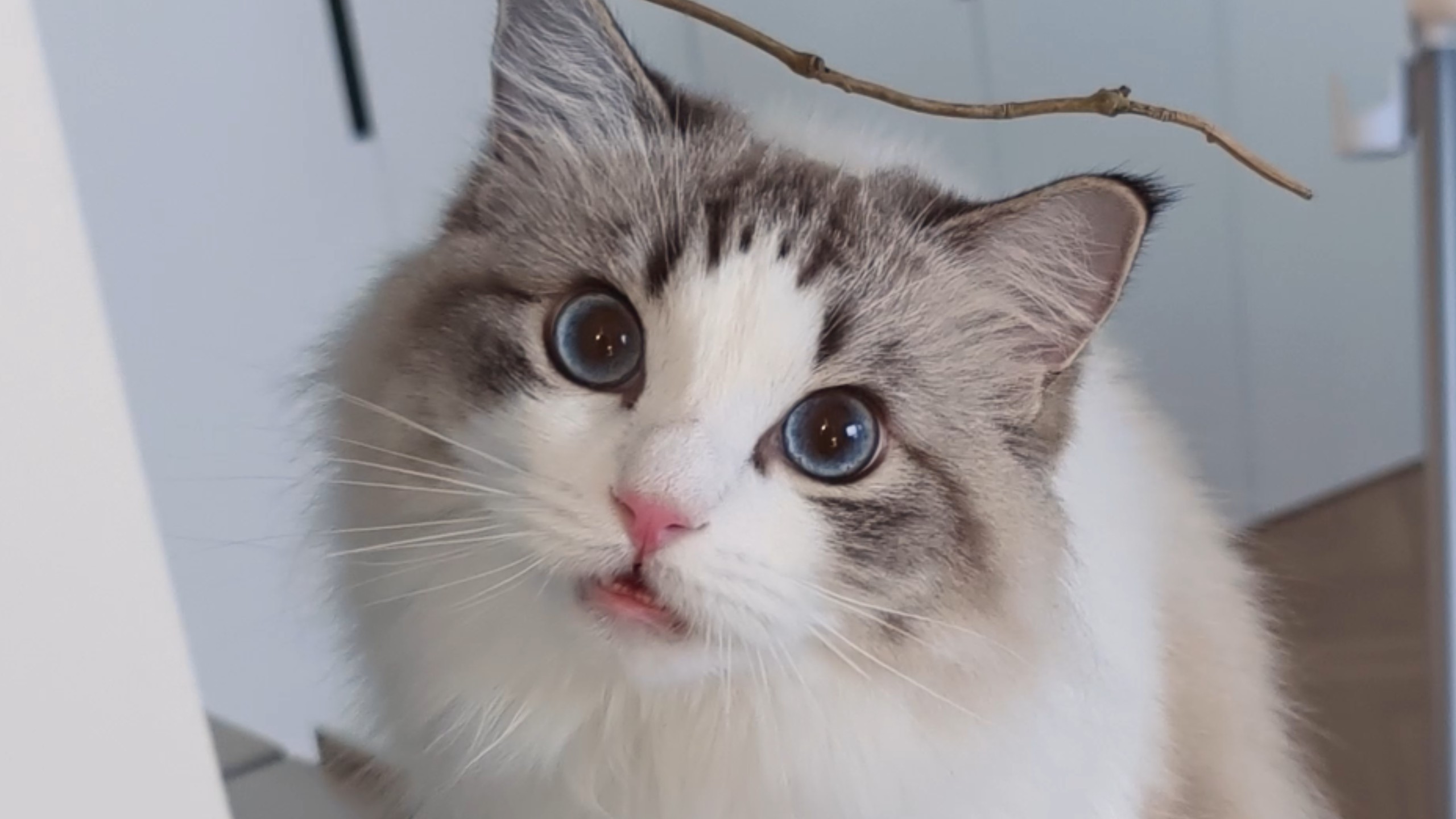 小猫：啊？？？？？？？？？？？
