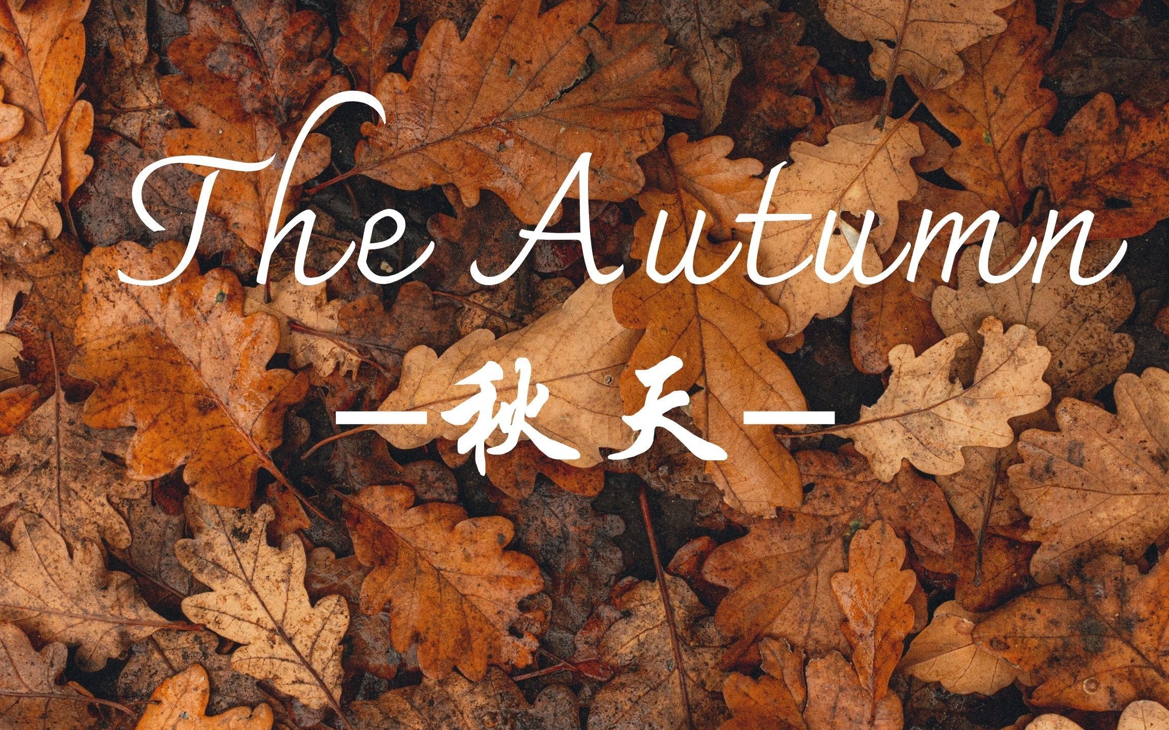 一首歌，带你欣赏摄影师眼中充满诗意的秋天