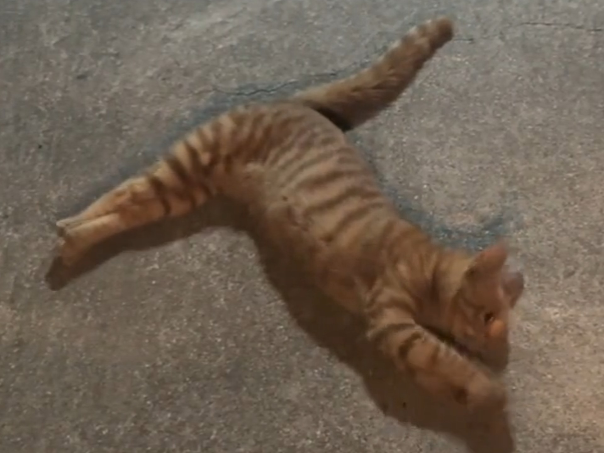 小猫这是得病了吗