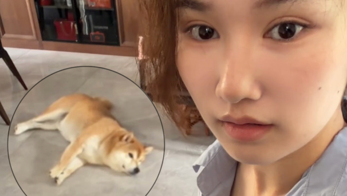 蛋挞的狗舅舅大贝勒