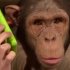 猩猩和人类一起研究iPad，高智商的他们又有什么新发现？