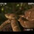 【自然传奇】蛇系列（关于蛇的一个纪录片小合集）
