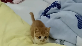 猫咪怎么样才会吐舌头 7c2142aa720d3896c5f6cb1621eee809239826e4.jpg@280w_158h_1c_100q.jpg