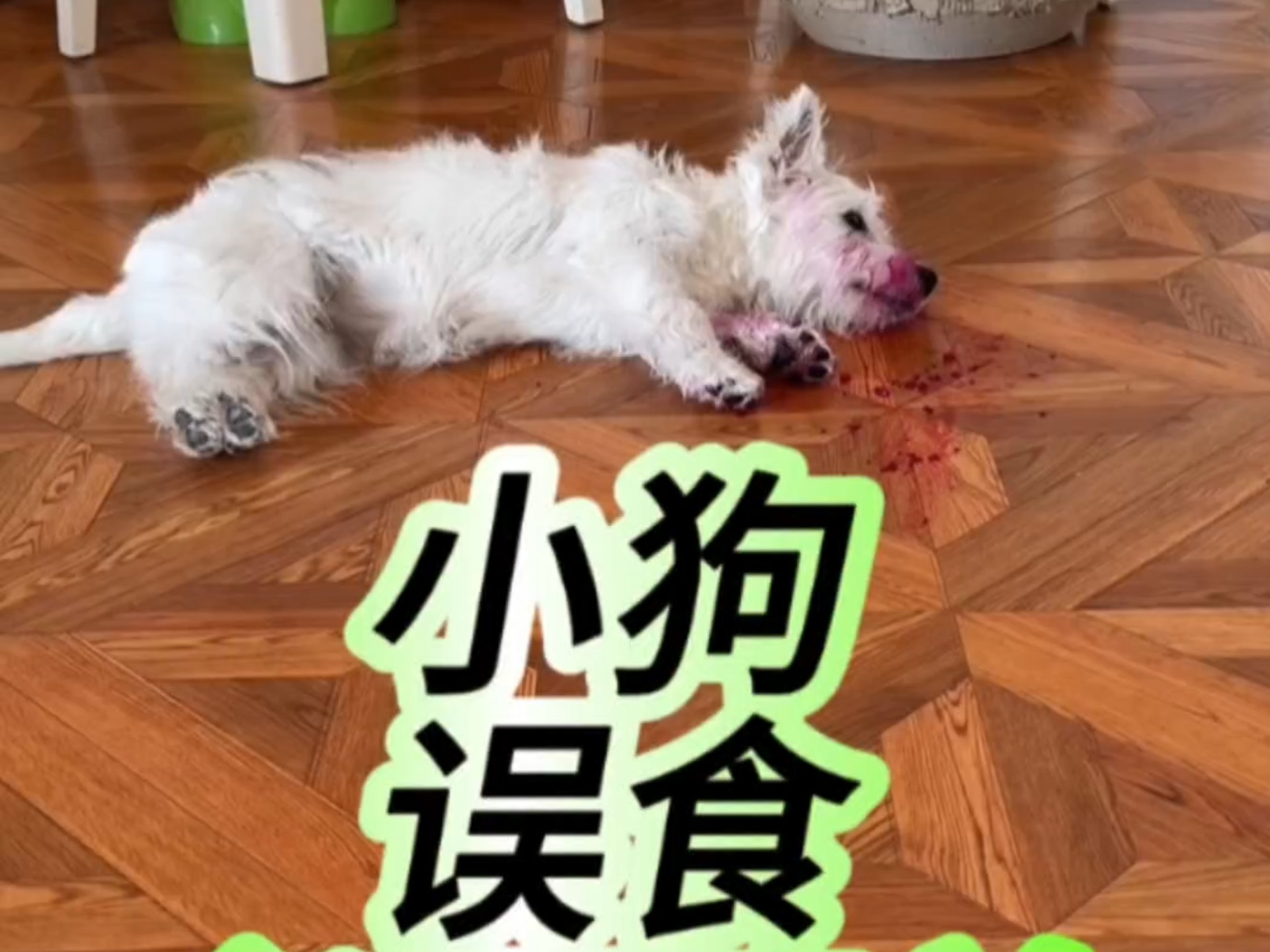 小狗误食必死清单