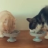 日本一个超可爱猫粮广告，血槽已空！！！