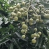 没到五月，南方水果黄皮个头饱满圆润，微微范黄，进入成熟季节。