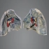 【医维度app】系统解剖学——呼吸系统：气管、支气管和肺