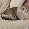 【西伯利亚森林猫】祝大家鼠年快乐，身体健康，百病不侵