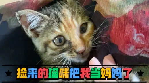 捡来的猫咪把我当成妈妈了