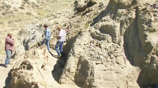 蒙大拿州 搏斗中的恐龙 早期挖掘、准备与有关采访