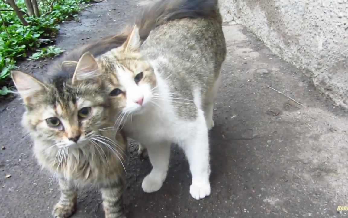 【猫】猫咪们相依相偎~【robin seplut】-o(*≥▽≤)ツ