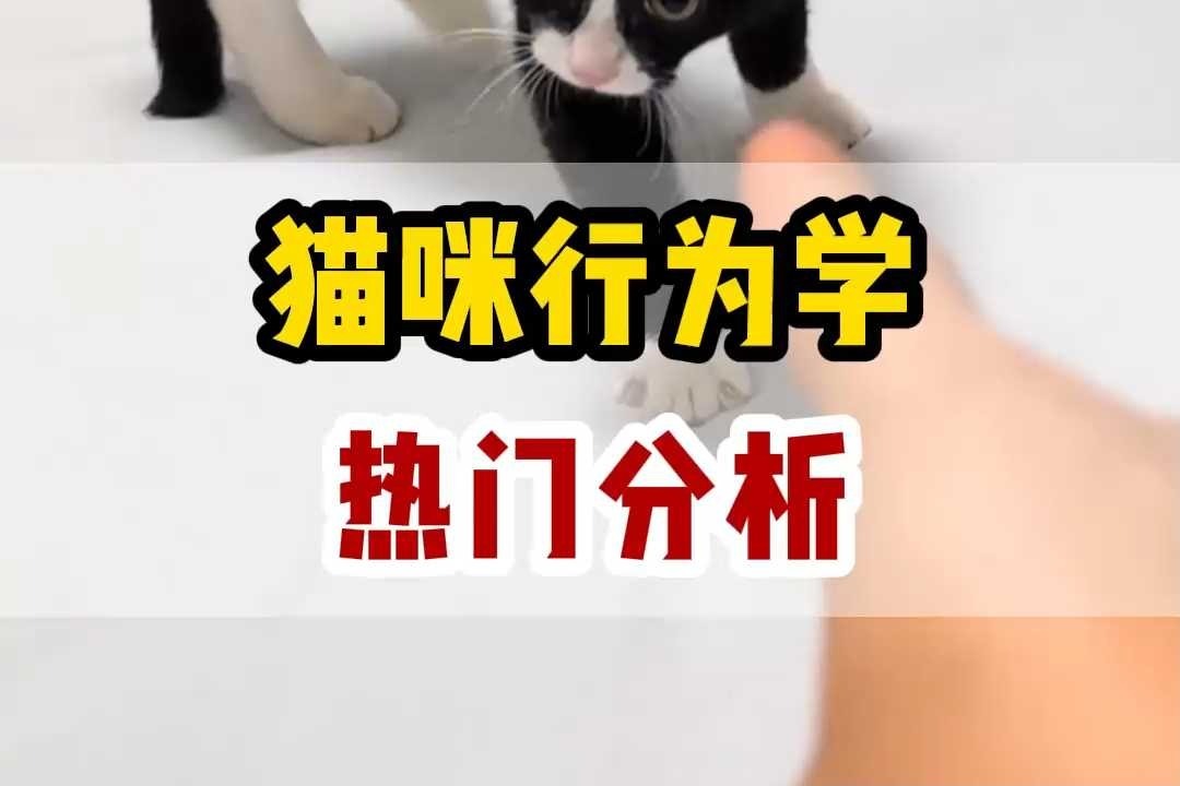 猫咪行为解读，看看它在表达什么