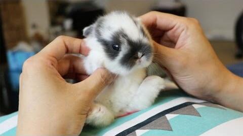 松鼠宠物视频大全 7d13d263e6baa4e1a7ad0e720facde5576db9d00.jpg@480w_270h_1c