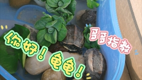 怎么养乌龟互动性强 7d16b71f950978815e65acf041f4a36e9fd40aac.jpg@280w_158h_1c_100q.jpg