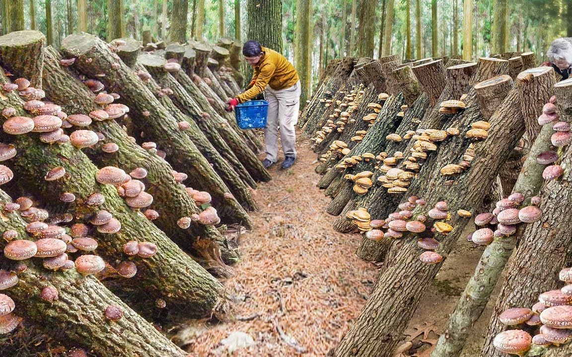 一朵香菇的诞生：日本香菇种植与加工全纪录