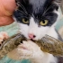 小猫咪：吃鱼你自己抓，这是我的！