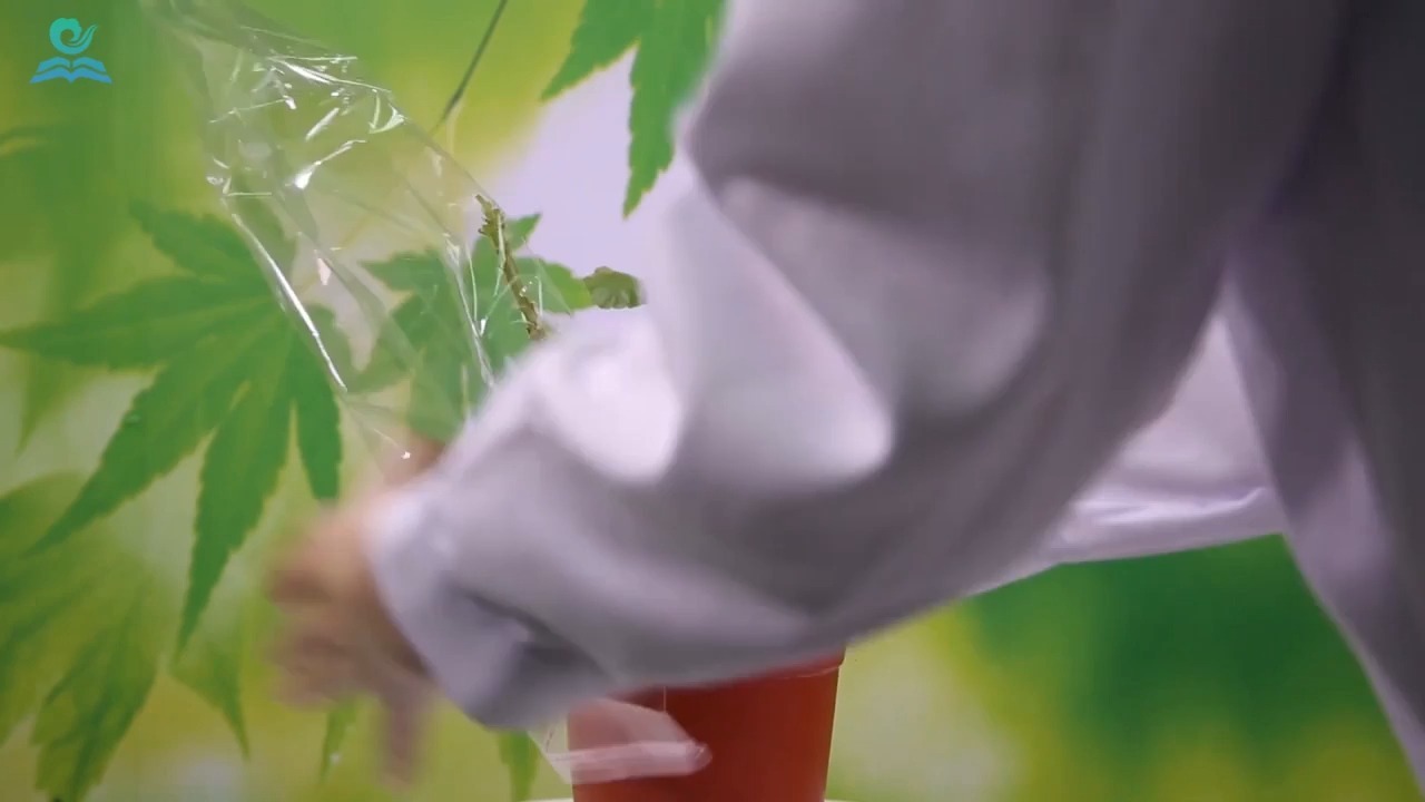 蒸腾作用小实验