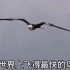 世界上飞得最快的鸟