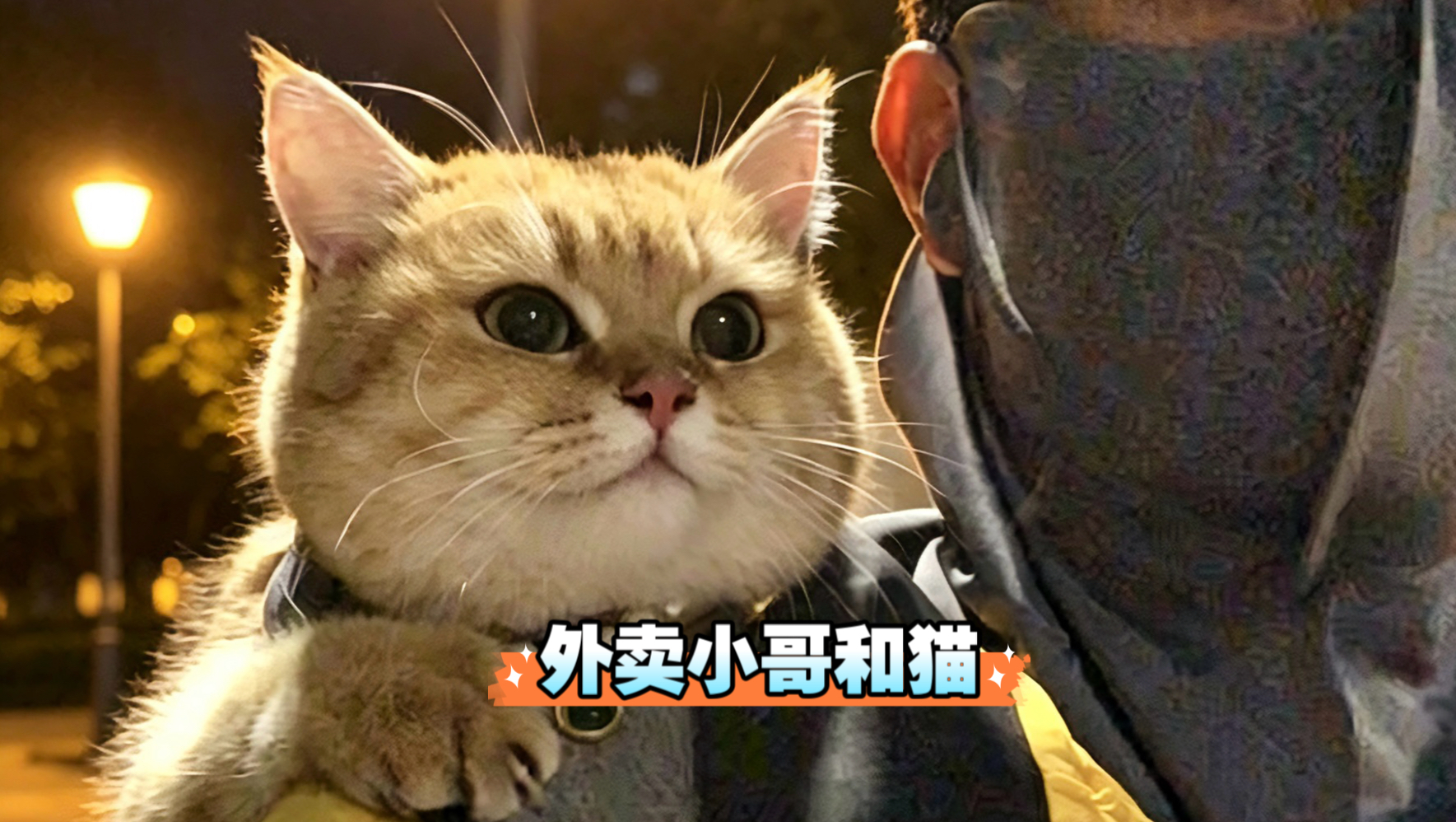 养猫真的能改变一个人，生活的风雨会被它们踩奶的呼噜声治愈，内心的孤独也会被它们的陪伴所填满！