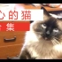 【宠物】2016年开心的宠物猫合集 Happy Cats Pet Video Compilation 2016