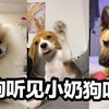 听说给狗狗听小奶狗的叫声会收获可爱歪头杀