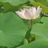 [雪海龙]夏季花语系列:莲花