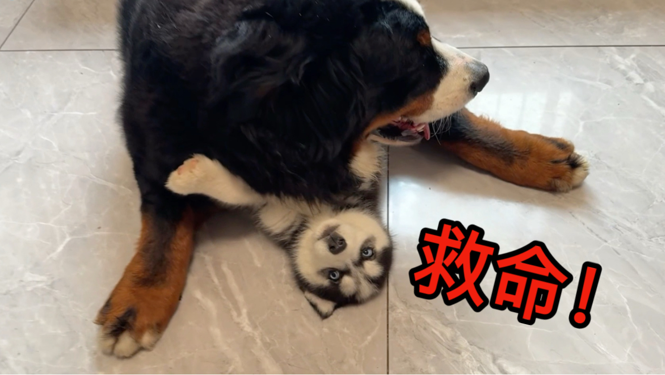 《老狗带娃，活着就行》