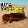 为什么沙漠会有鱼