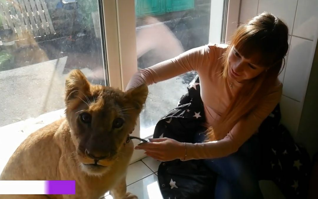 猞猁女主人家里又来了新的小动物