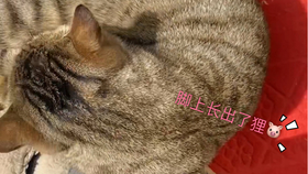7dbe03846bf632cead3d6a1e8812316cc9b94eef.jpg@280w_158h_1c_100q.jpg