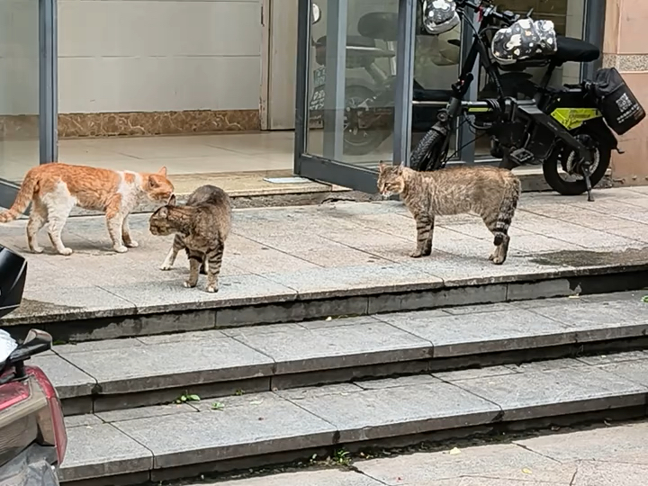 三足鼎立，最后猫儿这个警觉