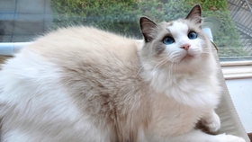 科学探索猫维度 7dda5fd9680c24a22cf2314bf9728d698ca6f823.jpg@280w_158h_1c_100q.jpg