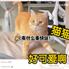 日本萝莉看《有些猫已经把自己当人了!》当场绷不住了！“猫猫真厉害啊