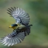 黄颊山雀性活泼，不停地在树丛间跳跃穿梭，或飞来飞去