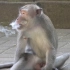 猴子学抽烟