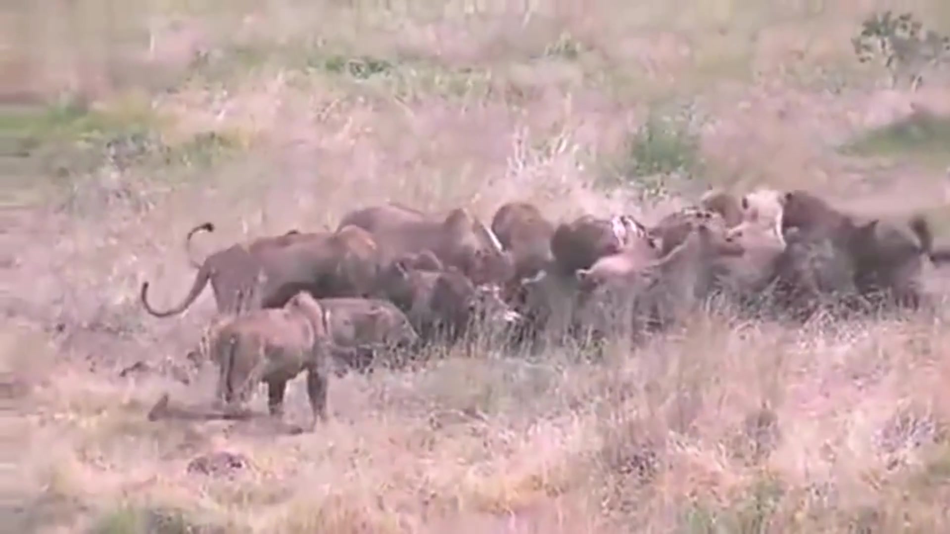 怎么评价：15只鬣狗攻击6头母狮惨叫连连, 非洲雄狮赶来救场, 画风瞬间逆转[一阶段]的第1张示图