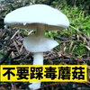 不要故意毁坏、踩死毒蘑菇