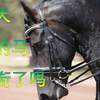 【马术干货】怎样才能不扯缰绳搞定完美授衔？｜油管熟肉搬运｜简介里有科普嗷