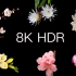 【8K·HDR】调亮屏幕，前方画面引起极度舒适！「生命的绽放」重制版