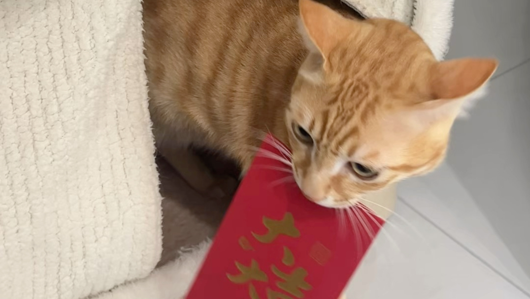 ？包被竟然想把红包藏起来？