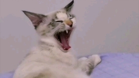 小猫爬上主人肩膀 7e598b1fea4144f3aea6936540492da2f977cced.jpg@280w_158h_1c_100q.jpg