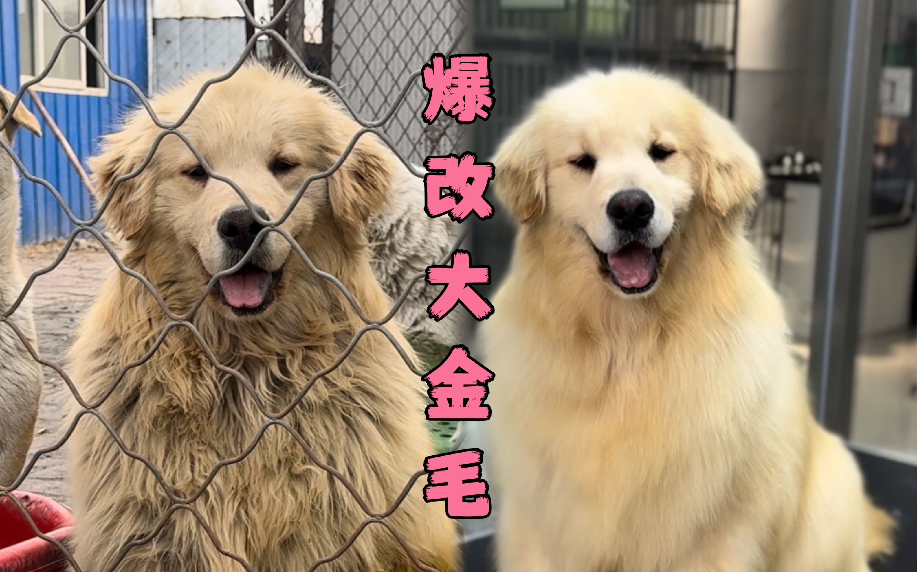 “金毛寻回猎犬”爆改一只金毛“翻新完简直变成了天使!”哔哩哔哩bilibili