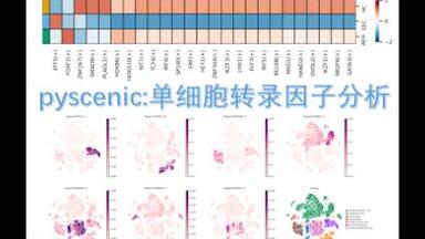pyscenic单细胞转录因子分析视频教程