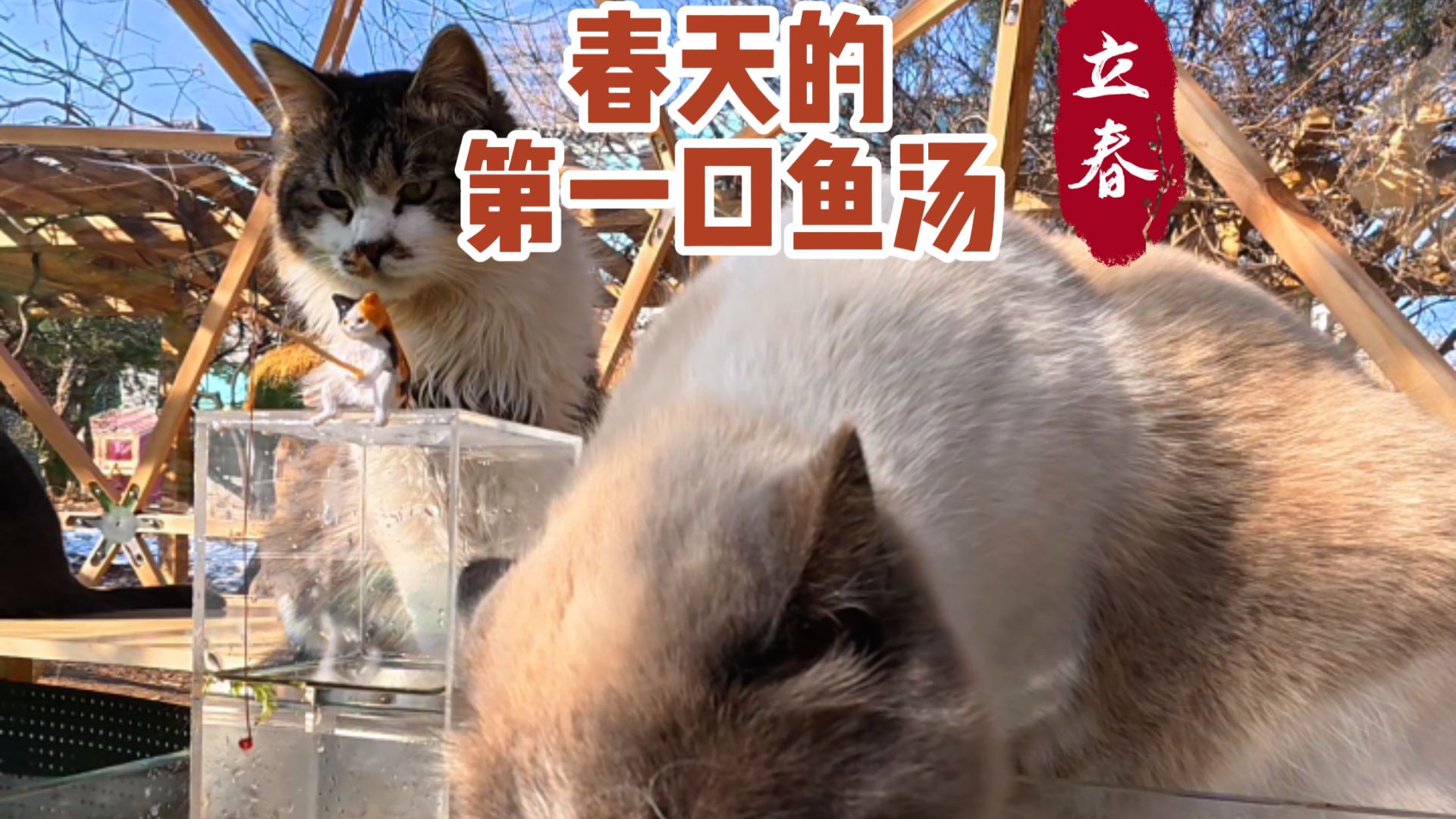 今日立春，在暖阳里，鱼猫都开启了新生