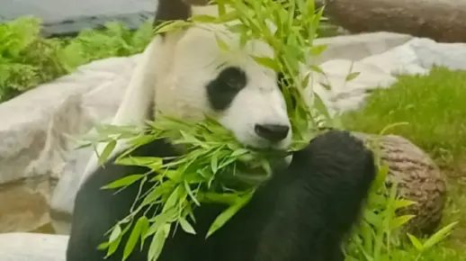 【莫斯科动物园】大熊猫如意