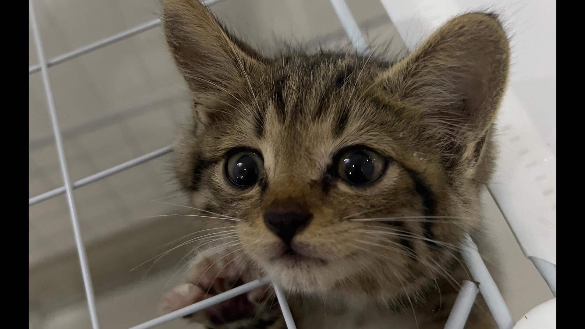 去接新猫的路上被绝世豪猫碰瓷...